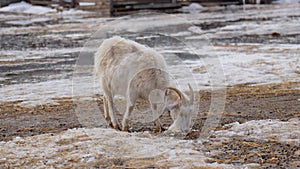 Goats seem at ease, peacefully grazing and exploring their surroundings.