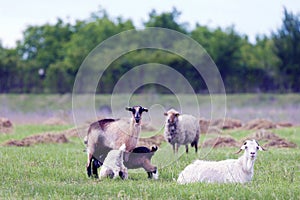 Goats and sheep