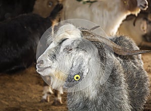 Goats and sheep at animal market