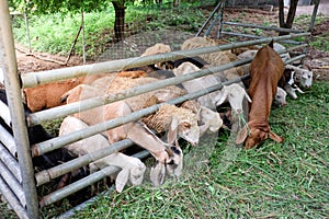 Goats and sheep eating grass