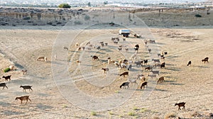 Goats and sheep farm animals