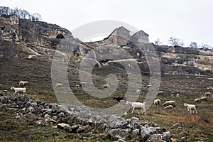 Goats and sheep graze under the walls of the ancient city