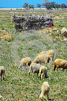 Goats and sheep grazing in a farmer\'s field in Morocco.