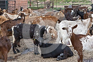 Goats in a sheep pen