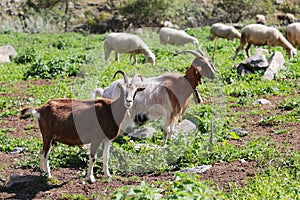 Goats and sheeps in mountain meadows