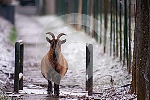 Goats in a snowy field