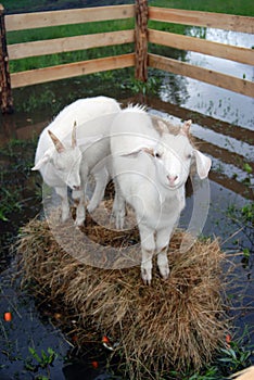 Goats stand on hays surrounded by water.