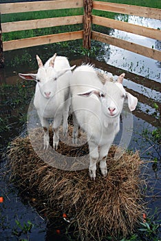 Goats stand on hays surrounded by water.