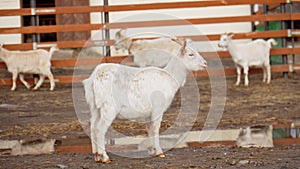 Goats are standing inside a pen on a farm, with each goat looking towards the camera.