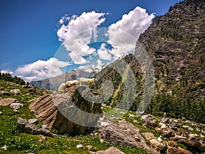 Goats standing on the rock. Beautiful view of Himalayan mountains, Kheerganga, Parvati valley, Himachal Pradesh, India