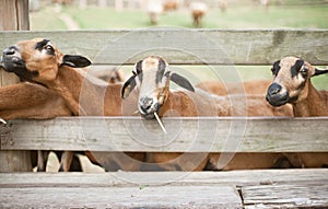 Goats sticking their head out 2