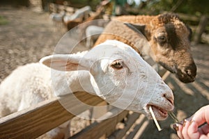 Goats sticking their head out 5