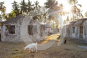 Goats by the Stone houses surrounded by palm trees in Jambiani village in Zanzibar, Tanzania in sunset. photo