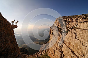 Goats stood on mountain ledge