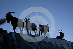 The goats stood on the wall in Orchid Island, Taiwan