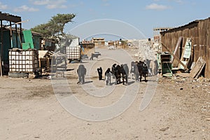 Goats in street of an african town