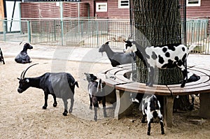 Goats and their kids in petting zoo