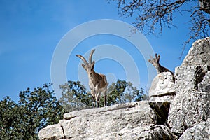 Goats in Torcal de Antequerra National Park, limestone rock formations