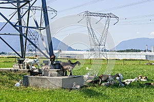 Goats on Transmission Tower, Canada