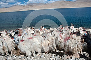 Goats at Tso Moriri lake, Ladakh