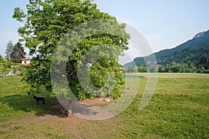 Goats under tree and donkey in field in Italian village