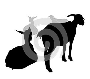 Goats - Vector Illustration