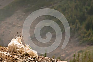 Goats with a View