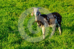 Goats in the village. Background with selective focus and copy space