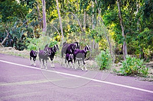Goats walking along the road
