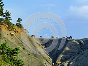 Goats on the edge of the cliff in vourgareli village arta perfecture greece