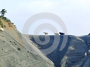 Goats on the edge of the cliff in vourgareli village arta perfecture greece