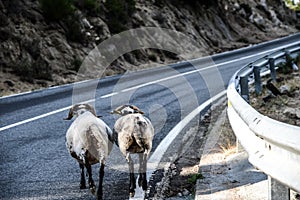 Goats walking in a mountain road