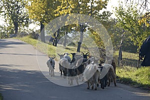 Goats walking - view from the back