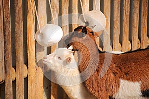 Goats in warm sunlight at a fence with salt lick