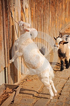 Goats in warm sunlight at a fence with salt lick