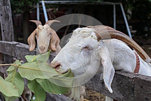 Goats in wooden shelter of a goat farm. Agricultural culture. Wildlife, animals. Summer field at village countryside.