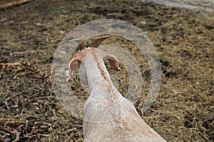 Goats in wooden shelter of a goat farm. Agricultural culture. Wildlife, animals. Summer field at village countryside. Benefits of