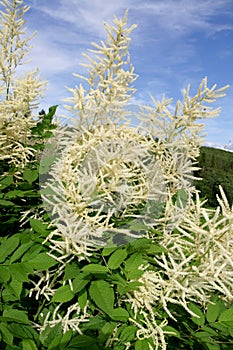 Goatsbeard