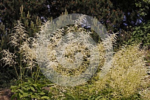 Goatsbeard (Aruncus dioicus) in Germany