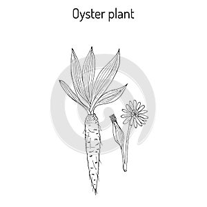 Goatsbeard Tragopogon dubius , or yellow salsify, western goat s-beard, wild oysterplant - edible plant