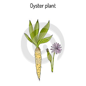 Goatsbeard Tragopogon dubius , or yellow salsify, western goat s-beard, wild oysterplant - edible plant