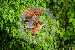 Goatsin Opisthocomus hoazin on a tree in Limoncocha National Park in the Amazon rainforest in Ecuador photo