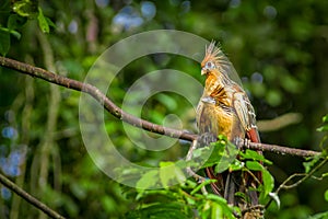 Goatsin Opisthocomus hoazin on a tree in Limoncocha National Park in the Amazon rainforest in Ecuador photo