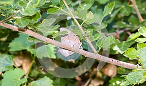 A Goatweed Leafwing Butterfly Anaea andria Perched on a Branch in Heavy Vegetation in Eastern Colorado