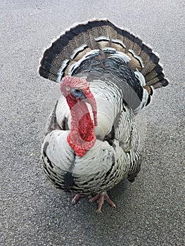Gobble, Gobble Turkey photo
