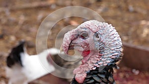 Gobbler