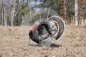 Gobbler Strutting his stuff