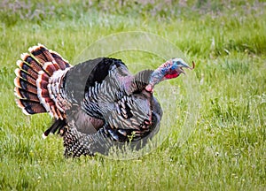 Gobbling Turkey photo