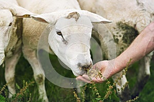 Gobbling up the grain. a farmer feeding sheep on a farm.