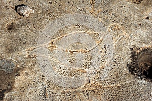 Gobekli Tepe - Bird outline photo